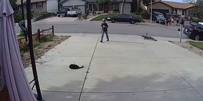 Il ragazzo del vicinato e il gatto.