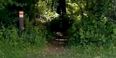 Woods
