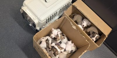 Des cartons remplis de chiots