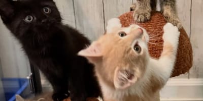 Des chatons