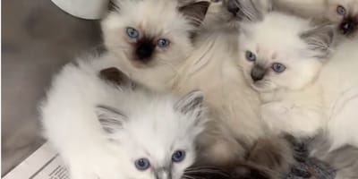 Des chatons