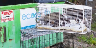 Des chatons abandonnés dans des cages