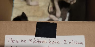 Des chatons abandonnés dans une boite en carton