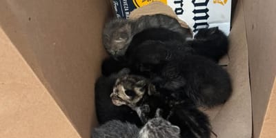 Des chatons abandonnés dans une carton de bière