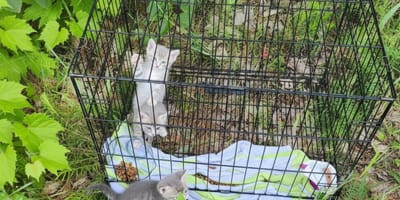 Des chatons abandonnés en pleine forêt