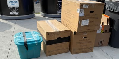 Des chats abandonnés dans des boites en carton