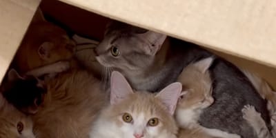 Katten achtergelaten in een doos in de sneeuw