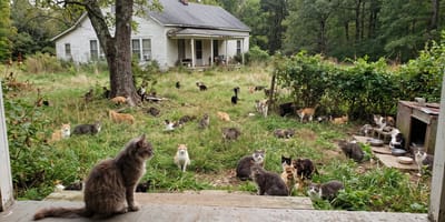 Gatos en el jardín de una casa