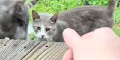 Des chats errants