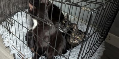 Des chats noirs dans une cage