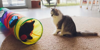 Des chats qui jouent dans un tunnel