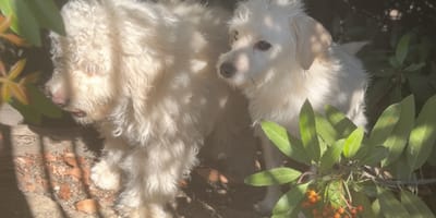 des chiens abandonnés dans la nature