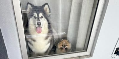 Cani che aspettano il corriere