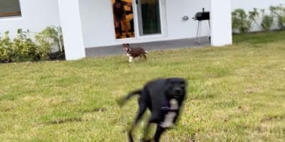 Dogs discover their garden for the first time