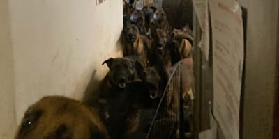 Perros hacinados en el apartamento