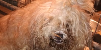 stark vernachlässigte Hunde