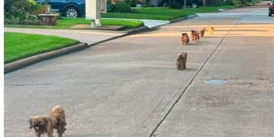 Des chiens qui errent dans la rue