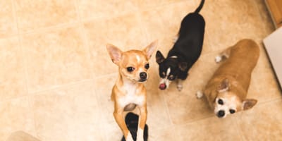 Dei Chihuahua in una casa