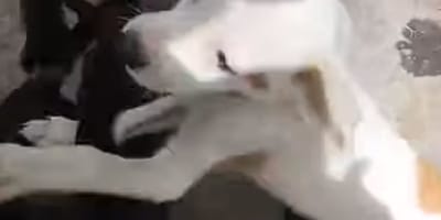 Cuccioli