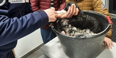 Cachorros abandonados en la naturaleza