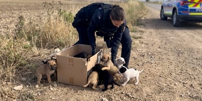 Des chiots abandonnés dans un carton dans la nature