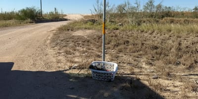 Des chiots abandonnés dans un panier à linge
