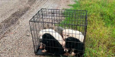 Puppies abandoned in a crate by the side of the road