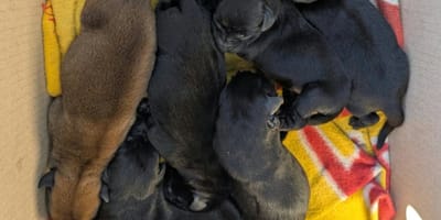 des chiots abandonnés près d'une poubelle
