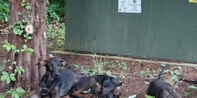 des chiots abandonnés sur le bord de la route