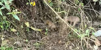 Des chiots dans la forêt