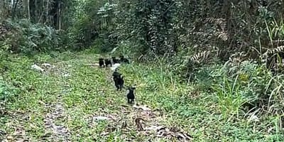 des chiots dans la forêt