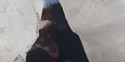 Cuccioli in un sacco della spazzatura