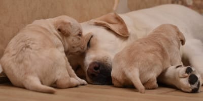 Des chiots Labrador