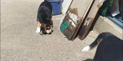 Des chiots ont été trouvés dans une poubelle