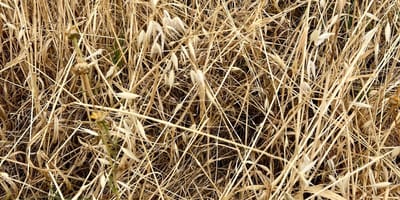 Des herbes hautes et de la paille
