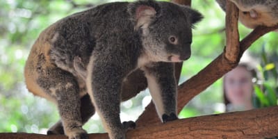 Koala's