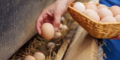 Des oeufs de la ferme