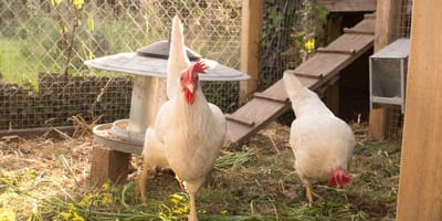 Kury w kurniku