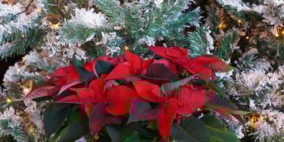 des roses de noël ou Hellébore