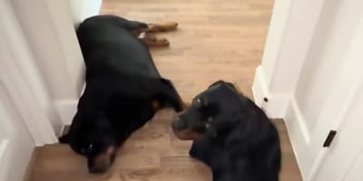 Des Rottweilers