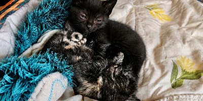 Two kittens