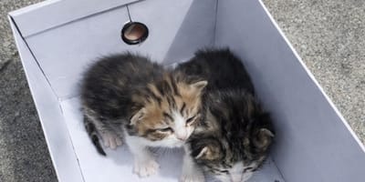 Deux chatons abandonnés à Bezons