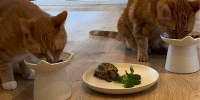 Deux chats et une tortue