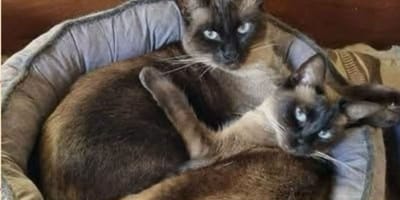 Two inseparable cats