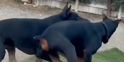 Twee honden