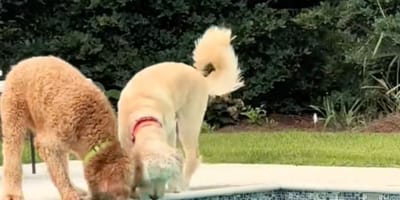 Deux chiens