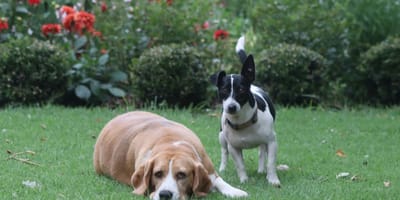 Due cani in un giardino
