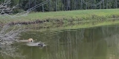 Twee honden in een meer gevolgd door een alligator