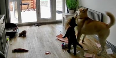 Two dogs filmed inside a house