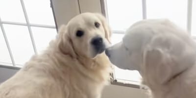 Deux chiens jouant dans la neige avec bonheur